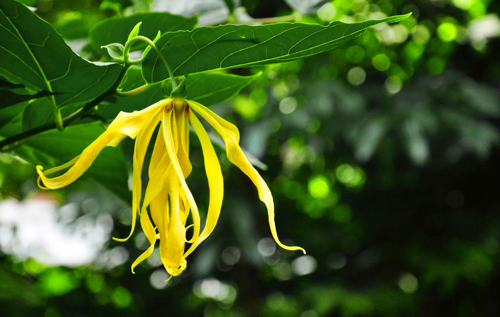 Therapeutic Potentials of Ylang-Ylang Essential Oil: From Cardiovascular Health to Emotional Balance